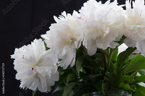Fototapeta Naklejka Na Ścianę i Meble -  Closeup of White Peonies Against Black Background