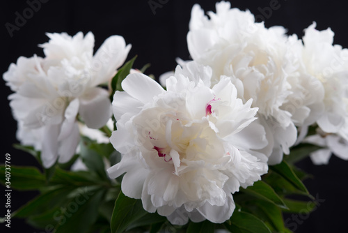 Fototapeta Naklejka Na Ścianę i Meble -  Closeup of White Peonies Against Black Background
