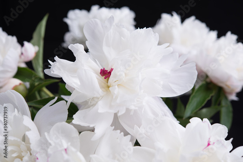 Fototapeta Naklejka Na Ścianę i Meble -  Closeup of White Peonies Against Black Background