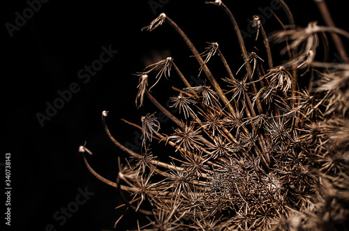 Macro Photography Dacus Carota Wild Carrot Without Flowers Photographed in Winter with Selective Focus and Blur Sardinia Countryside photo