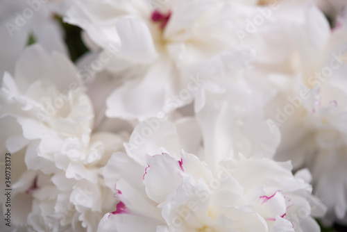 Fototapeta Naklejka Na Ścianę i Meble -  Closeup of White Peonies on Black Background