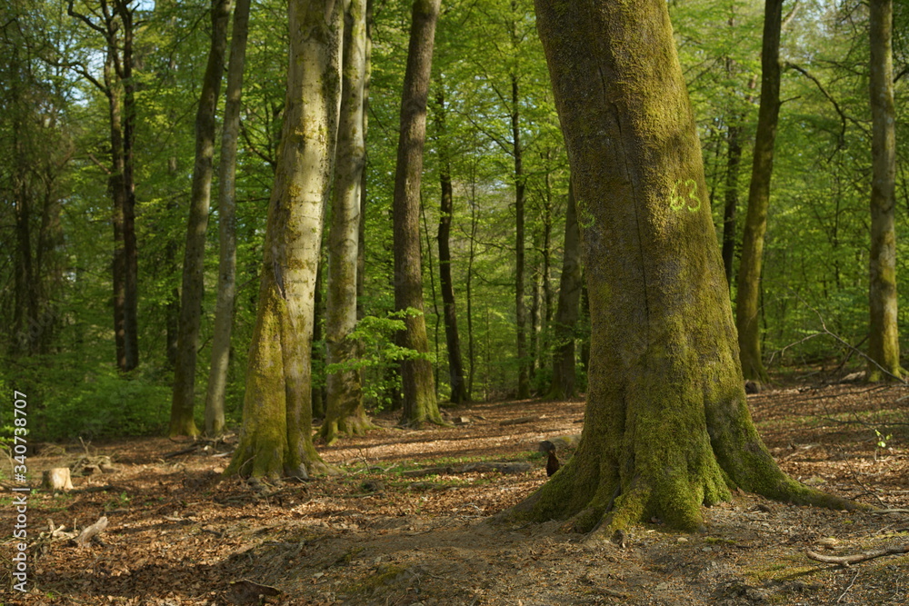 Buchen Eichen Laub Misch Wald im Frühling Buchen Eichen Laub Misch Wald im Frühling