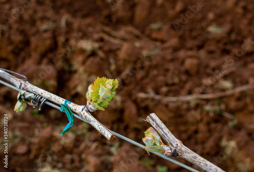 New leaves sprout on a grapevine in spring in an Oregon vineyard, dark tilled soil in the blurred background.