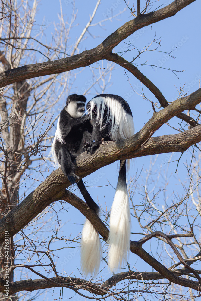 Obraz premium monkey on a tree and behind it a blue sky