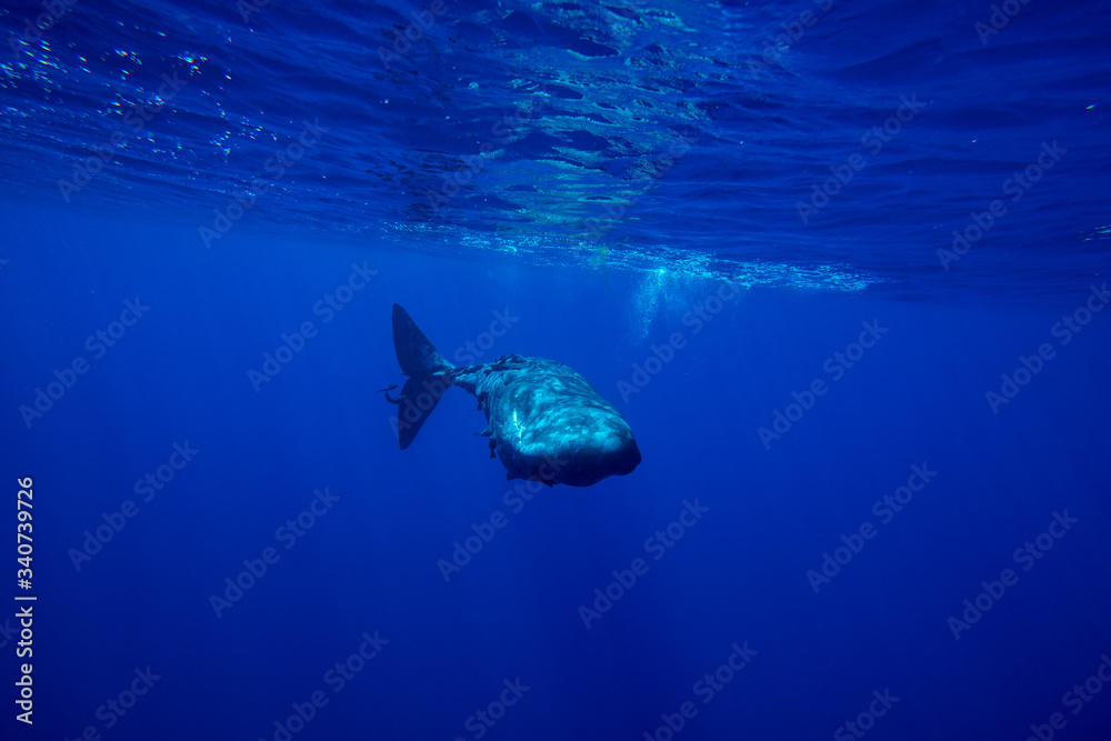 Underwater shot of a family of sperm whales. Mauritius Underwater shot of a family of sperm whales. Mauritius