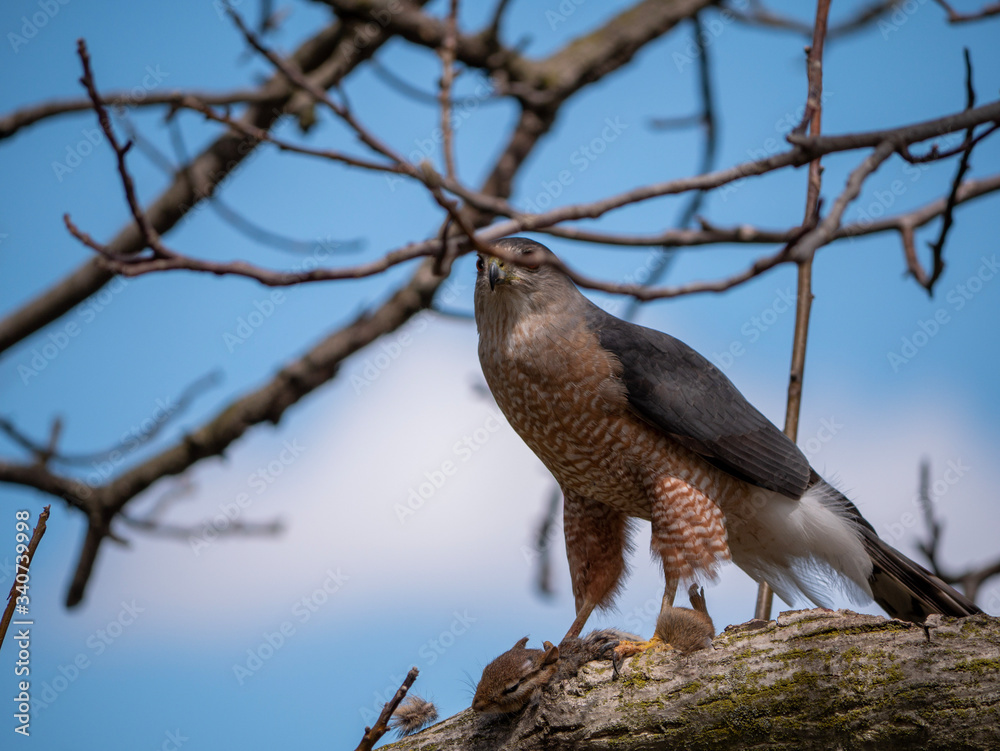 hawk with prey on tree