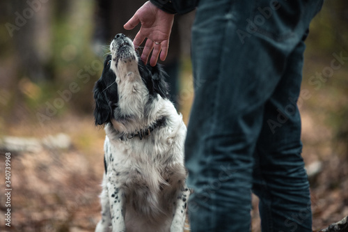 Dog breed Russian Spaniel sniffs the owner s hand on the background of the autumn forest