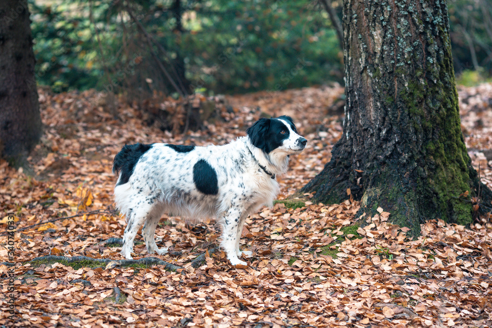 Fototapeta premium Cute Russian spaniel black and white. Standing in a dense forest amid fallen leaves