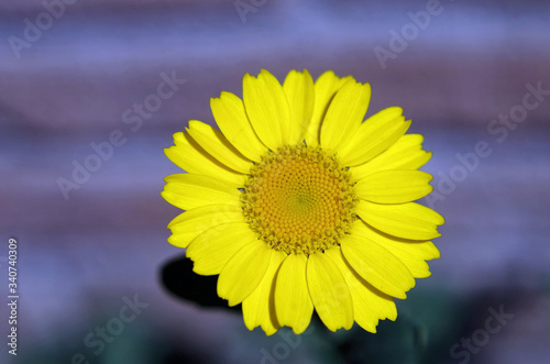 yellow daisy extreme closeup