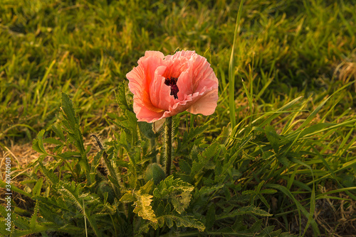 Beautiful pink poppy blooming in the garden on sunset