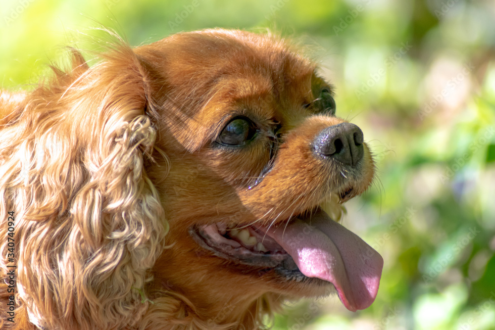 cavalier king charles spaniel dog cavalier king charles spaniel dog