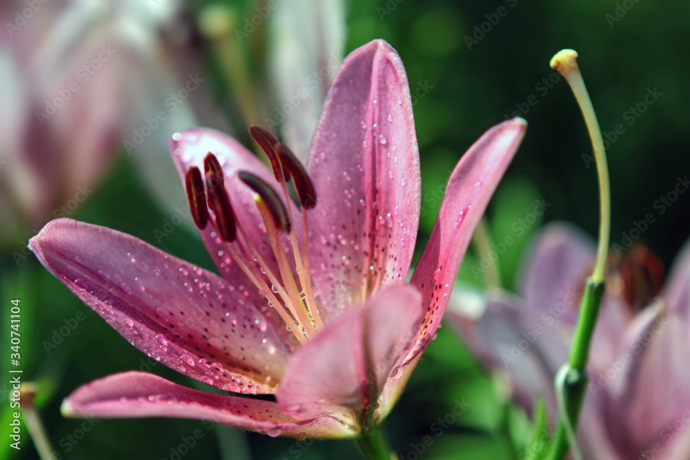 close up of pink lily