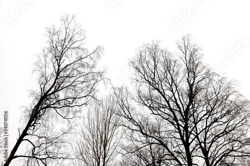 tree branches . tree branches isolated on the white background