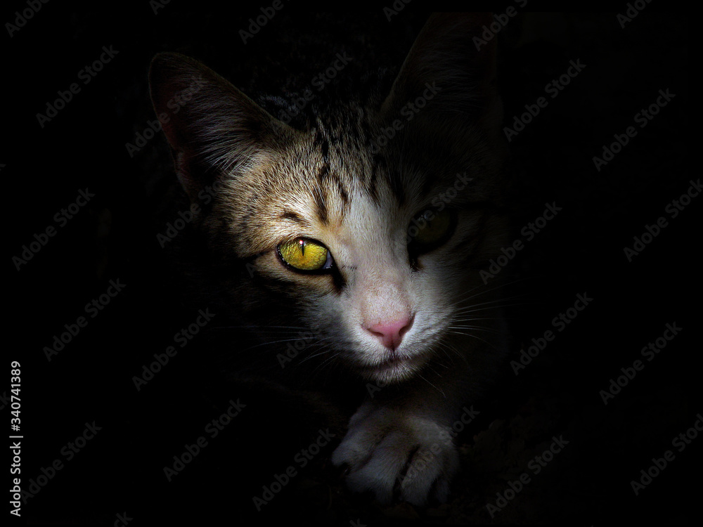 beautiful cat's eye in darkness 