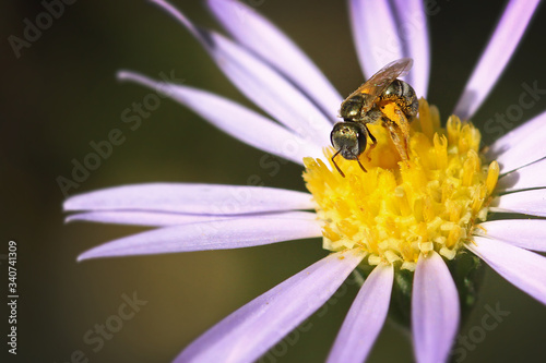 a macro shot of a honey bee sits on a flower 