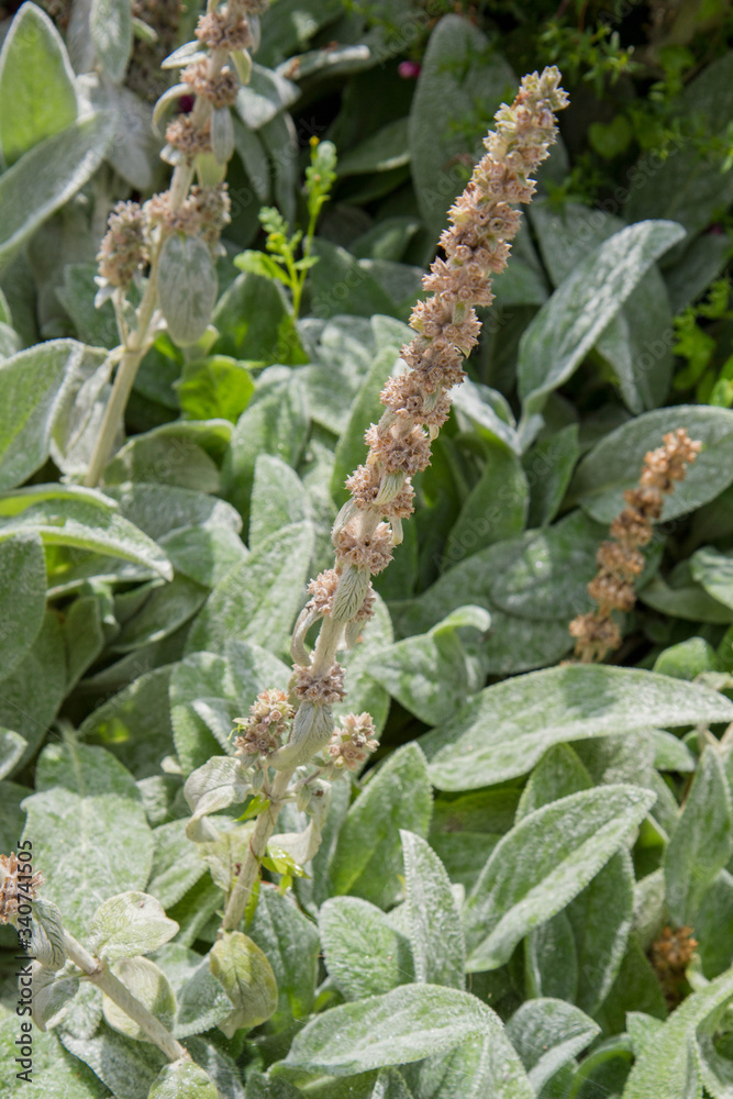 Fototapeta premium Sage (Salvia) plant after blooming in a garden