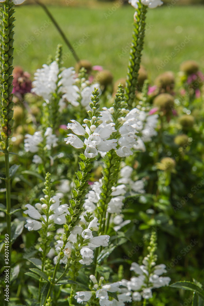 The obedient plant (Physostegia virginiana) blooming in a garden The obedient plant (Physostegia virginiana) blooming in a garden