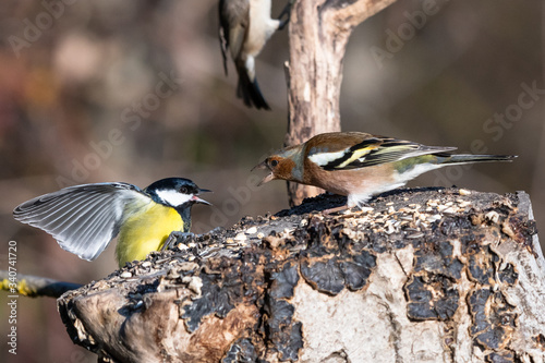Uccelli che mangiano nel bosco photo