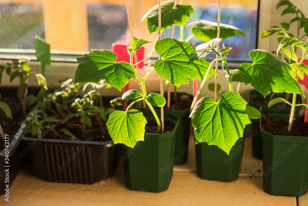 Cucumber seedlings in flower pots on a balcony window sill. Planting, urban home balcony gardening concept Cucumber seedlings in flower pots on a balcony window sill. Planting, urban home balcony gardening concept