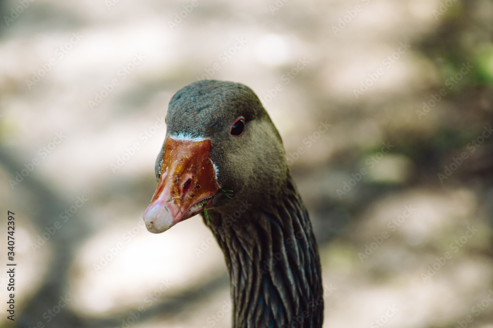 Ducklings Baby Birds Geese Spring Newborn Goose Duck Family Spring Ducklings Baby Birds Geese Spring Newborn Goose Duck Family Spring