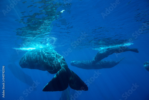 Underwater shot of a family of sperm whales. Mauritius