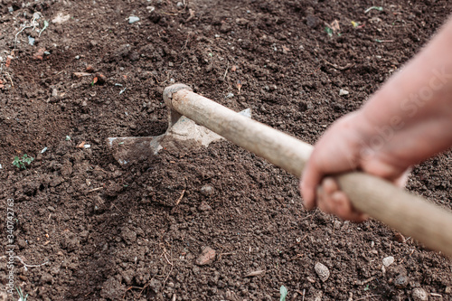 Canvas Print Farmer hoeing garden, preparation for plantation. Organic growth