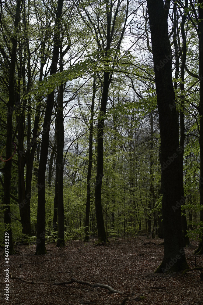 Eichen und Buchen Mischwald im Frühling Eichen und Buchen Mischwald im Frühling