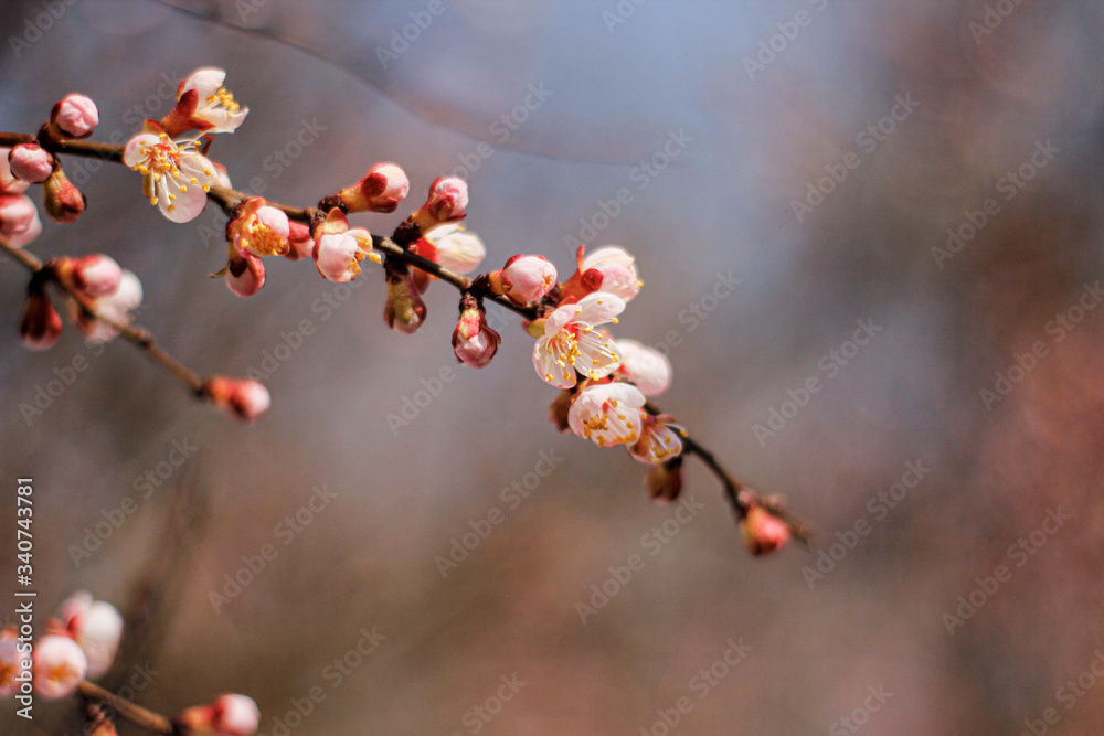 branch of a tree in spring cherry branch of a tree in spring cherry