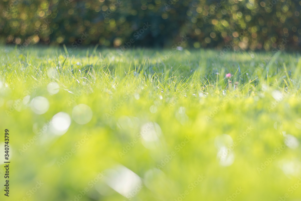 Green grass with natural green bokeh background, spring garden.  Fresh blur foreground