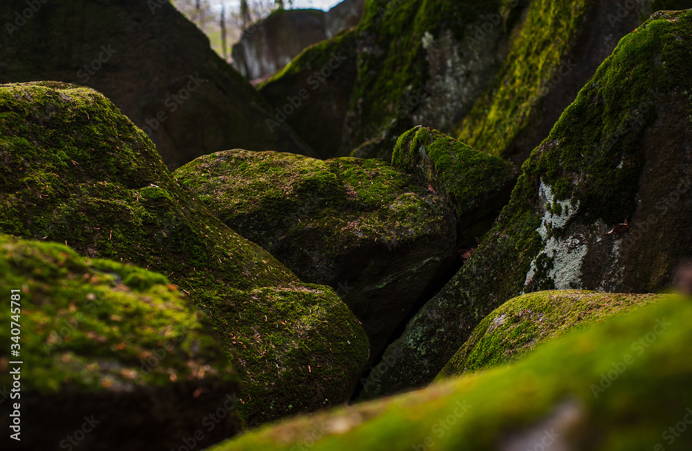 moss covered rocks in the forest moss covered rocks in the forest