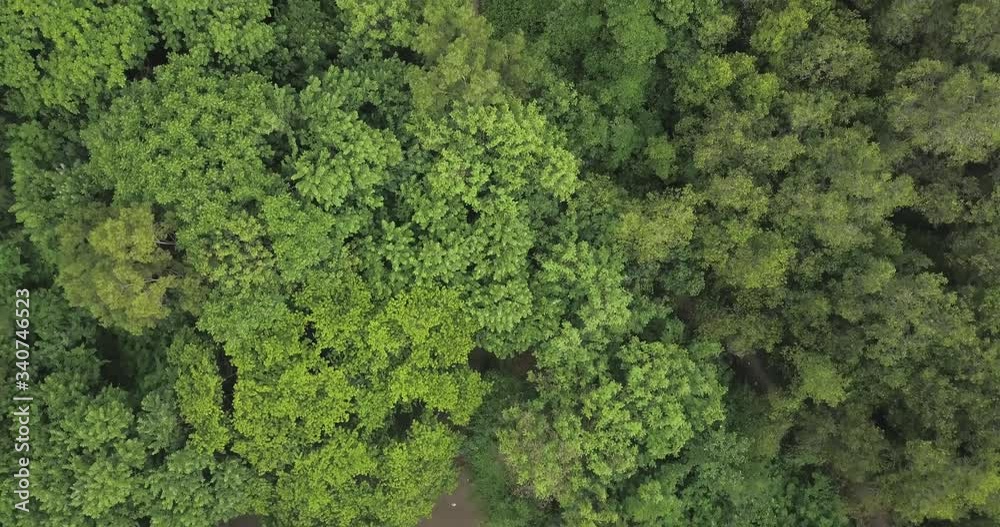 Aerial view of mangrove forest, Bali, Indonesia Aerial view of mangrove forest, Bali, Indonesia