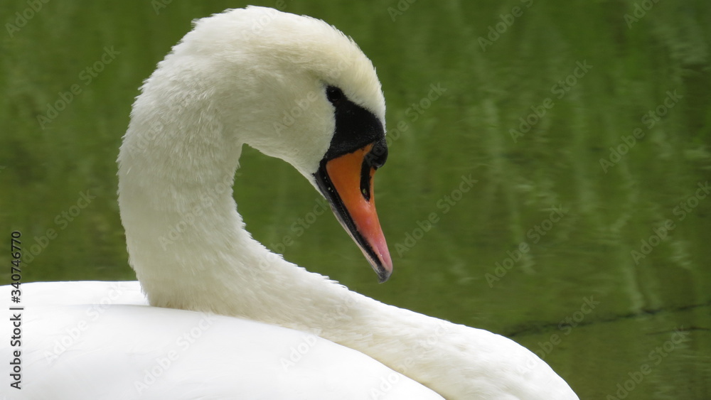 Fototapeta premium White Swan 