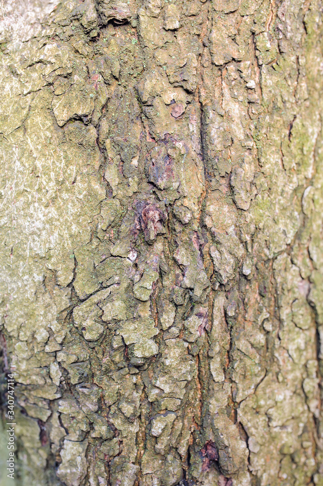 tree bark texture tree bark texture