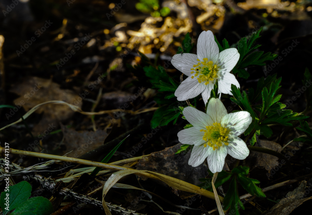 Zawilec gajowy, mały wiosenny kwiat