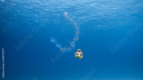 Jellyfish swim in turquoise water of coral reef in Caribbean Sea / Curacao