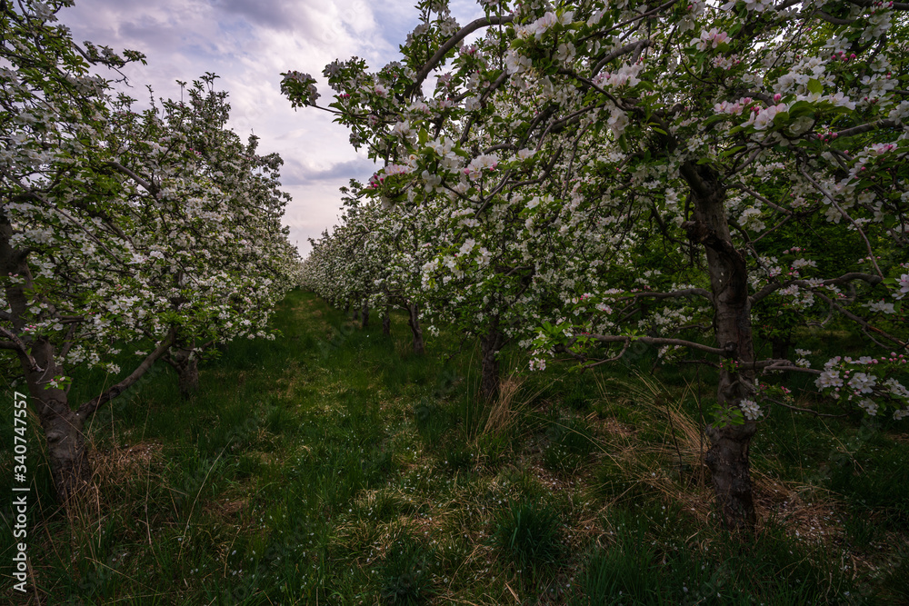 Probably the oldest apple orchard in Appiano in Trentino Alto Adige with flowering trees. Probably the oldest apple orchard in Appiano in Trentino Alto Adige with flowering trees.