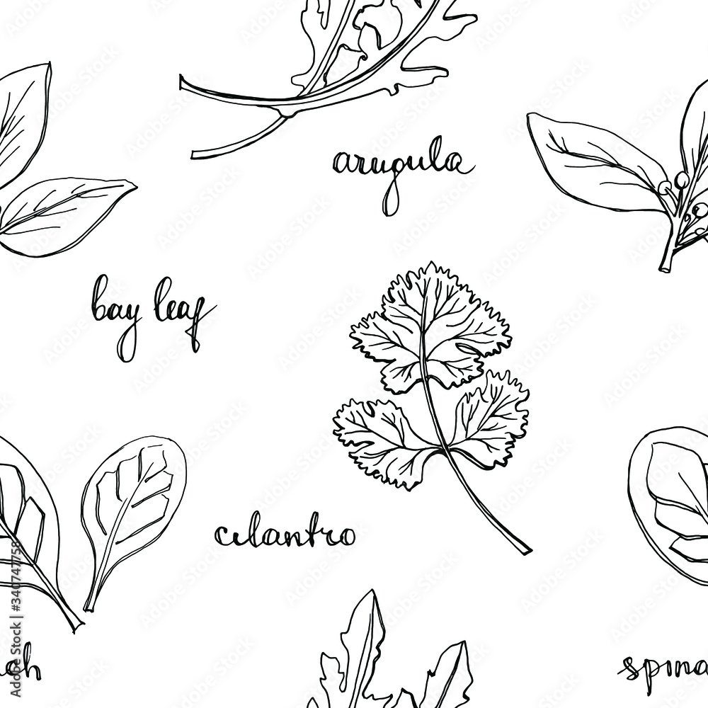 Seamless pattern with herbs and salad leaves: spinach, bay leaf, cilantro, arugula/ Hand drawn black and white background/ Vector illustration