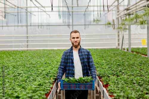 A young bearded man stands in a greenhouse, holding boxes of plants in his hands. Man looking at camera. Zonal pelargonium, gardening in a greenhouse