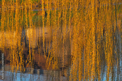 Weeping willow in spring over water at sunrise.