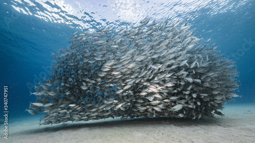 Bait ball / school of fish in shallow water of coral reef in Caribbean Sea / Curacao