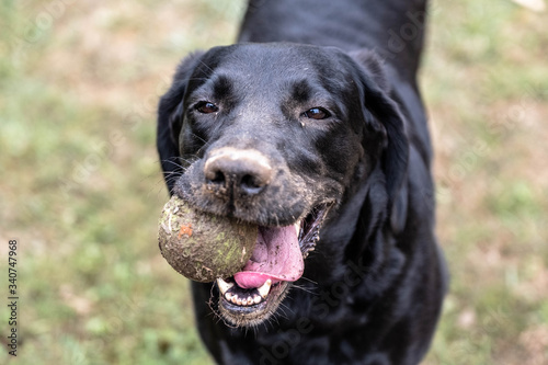 Wallpaper Mural Dog playing with a tennis ball Torontodigital.ca