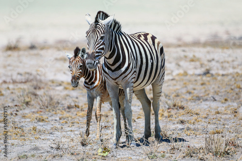 Mother and baby zebra standing in the arid Etosha National Park landscape