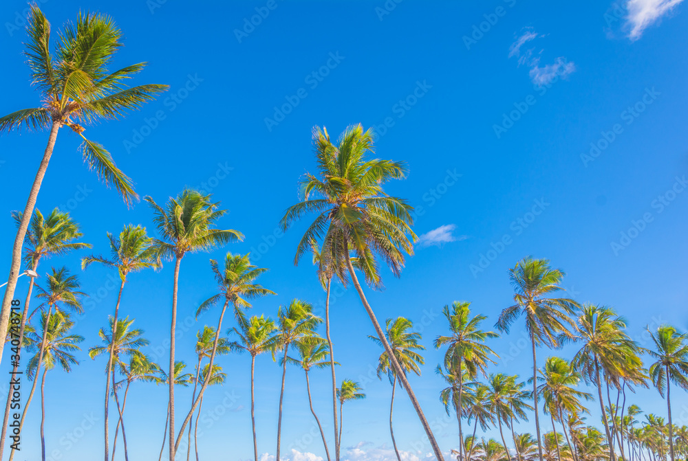 cocconut trees