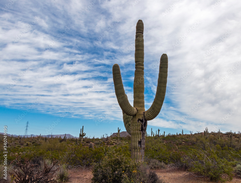 Classic Saguaro Cactus With Clouds During Springtime