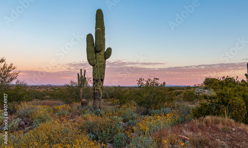 Lone Cactus At Sunrise with wildflowers in Scottsdale , Arizona