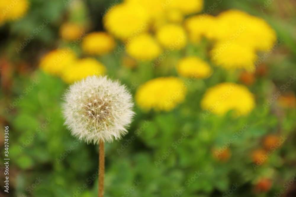 dandelion clock with seeds in front of blooming dandelions dandelion clock with seeds in front of blooming dandelions