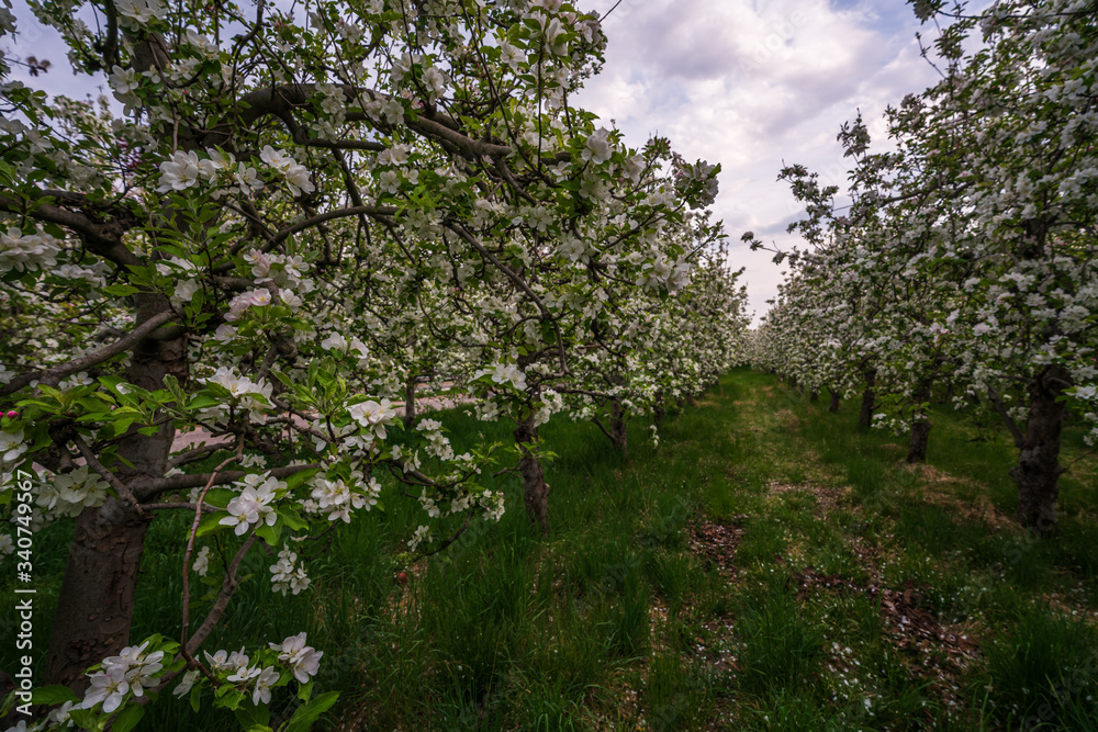 Probably the oldest apple orchard in Appiano in Trentino Alto Adige with flowering trees.
