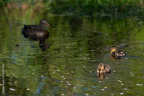 Mallard ducklings swimming amongst reeds in spring sunshine