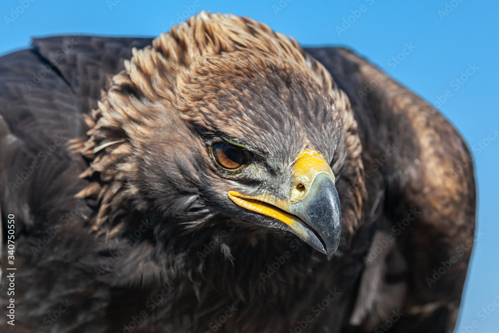 Fototapeta premium Portrait of Golden eagle hunting