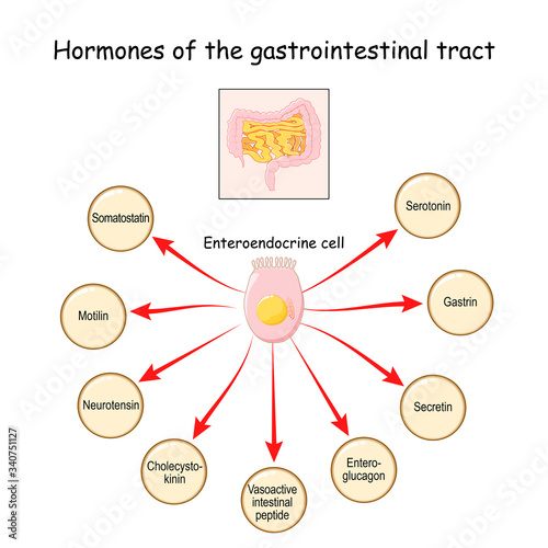 Hormones of the gastrointestinal tract and Enteroendocrine cell. Enterocyte. Human endocrine system.